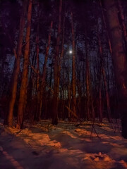Forest sky and moon light at night among the trees