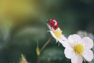 Macro shot of beautiful white strawberry flower and ladybug against green background. Natural...