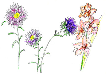 Drawing of gladiolus and asters flowers