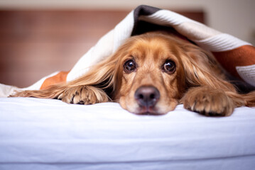 cute cocker spaniel face dog with being sad in bed looking around