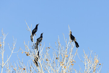Black Birds in Tree looking up clear sky