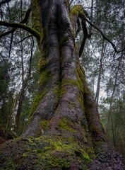 Fototapeta premium trees in the forest
