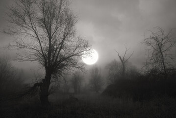Creepy dark landscape showing forest and tree silhouettes in the swamp at autumn sunset in black and white