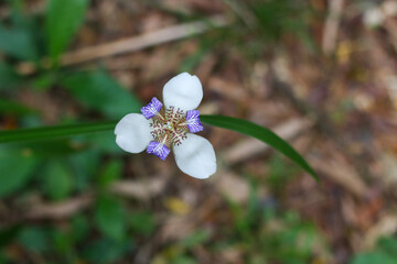 Orquidea de la selva misionera en Iguazu, donde se encuentran las cataratas de Iguazu que lindan con Brasil y Argentina (Misiones, Argentina)