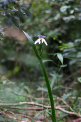 Orquídea de la selva misionera en Iguazu, donde se encuentran las cataratas de Iguazu que lindan con Brasil y Argentina (Misiones, Argentina)