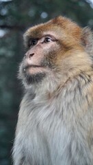 Zbliżenie na twarz małpy