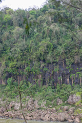 Follaje de selva de Iguazú (Misiones, Argentina)