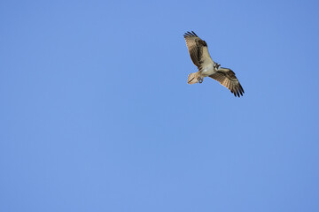 Osprey in flight with full wing span