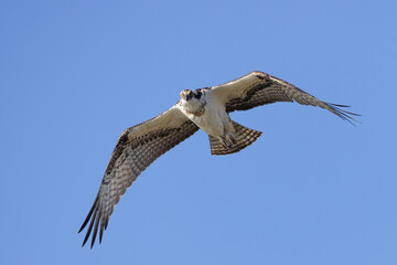 Osprey in flight with full wing span