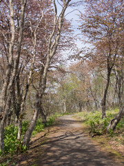 Fototapeta premium 春の山道の風景