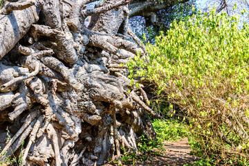 Root of the african baobab tree (adansonia digitata)