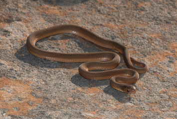 Southern Brown Egg-eater (Dasypeltis inornata)