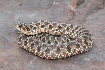 Western hognose snake (Heterodon nasicus)