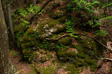 nature green background,on the stone with moss 