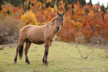 Brown horse in mountains on sunny day. Beautiful pet