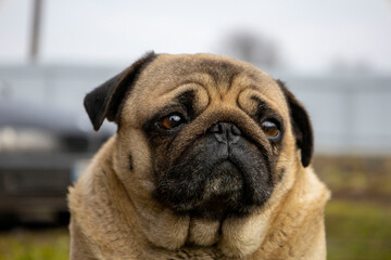Gray pug dog selective focus