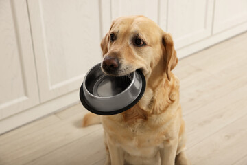 Cute hungry Labrador Retriever carrying feeding bowl in his mouth indoors