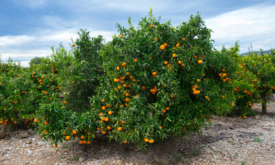 Green tangerines trees with ripe orange fruits on citrus plantation.. © JackF