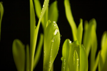Young shoots of corn with drops of dew. Black background.
