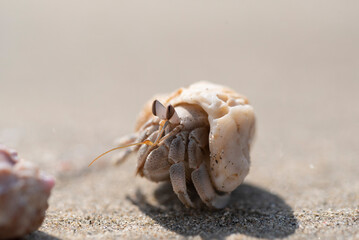 Hermit crabs walking away from food.