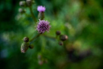Lavender Cirsium Flower Among Green Grass in Summer