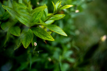 Small Flower Bud Amongst Bright Green Leaves in Summer Sunlight