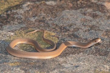 Southern Brown Egg-eater (Dasypeltis inornata)