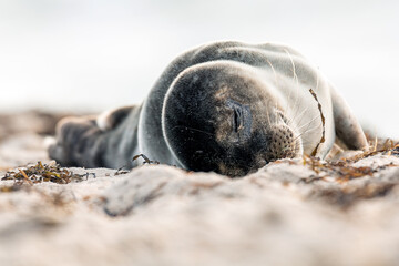 Seal on the beach on the Baltic Sea.