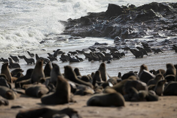 Brown Fur Seals Entering The Ocean in Cape Cross, Erongo Region,