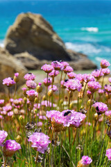 Pale pink flowers of Armeria on the turquoise ocean coast