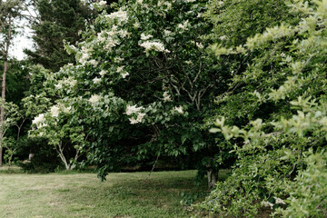 A large, creamy white southern magnolia flower is surrounded by glossy green leaves of a tree. White petal close up