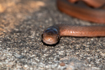 Fototapeta premium Southern Brown Egg-eater (Dasypeltis inornata)