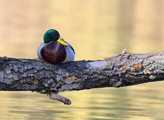 Colorful male mallard duck (Anas platyrhynchos) sleeping on top a fallen tree by the river early in the morning. Duck with vibrant feathers and reflection in the pond. Wild water bird in nature.