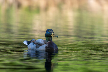 The mallard duck is swimming in the lake