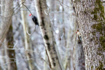 woodpecker on a tree