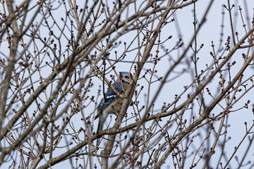 bird on a tree