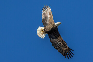 bald eagle in flight