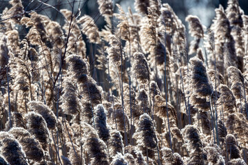 weeds in the wind