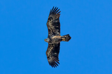 eagle in flight