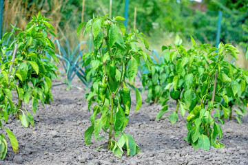 green sweet pepper fruit, also named paprica, grow on plant on natural ground in authentic garden of private farmer while become a tasty raw vegetable food
