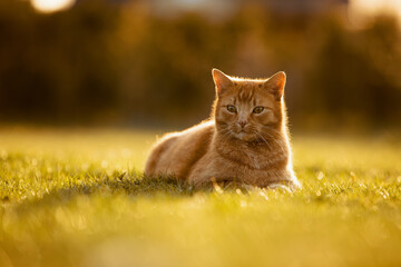 red cat relax with short red hair and fur lies on the ground in green grass while sundown in the...