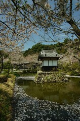 Naklejka premium 桜咲く春の米原・石堂寺