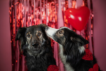 Pies daje buziaka kundelkowi w walentynki © ZiraPhoto