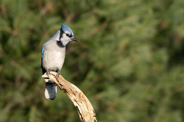 Blue jay bird perched on an old tree branch on a cold sunny autumn day.  