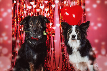 Pies trzyma różę w pysku na czerwonym tle © ZiraPhoto