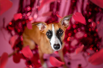 Pies chudy whippet na walentynkowej scenie z różami © ZiraPhoto