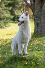 White swiss shepherd dog standing on a tree stump in the grass in a shaded area on a hot summer afternoon. 