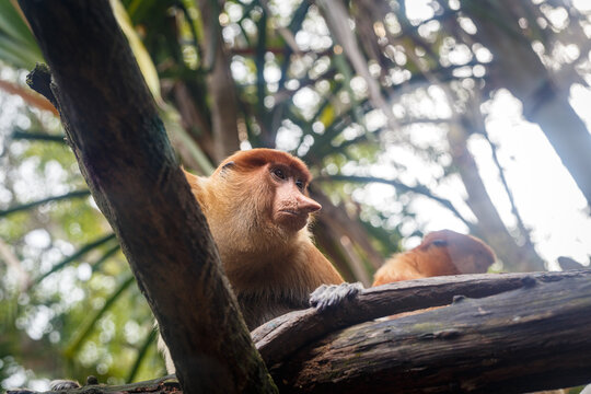 nasalis larvatus sitting on tree watching