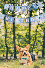 Naklejka premium Geburtstags-Corgi 2
