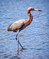 Steppiing reddish egret
